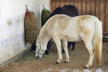 Bir at evcil hayvan ağılında saman yer. Hayvanlar