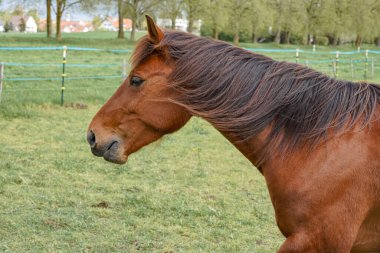 Otlaktaki bir at yiyecek aramak için çayırda yürüyor. Hayvanlar