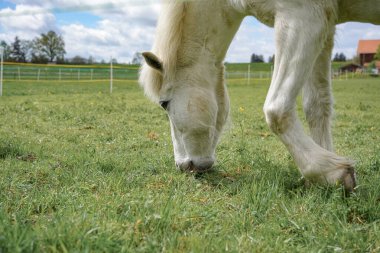 Bir at çayırda otlar ve yeşil otları yer. Hayvanlar