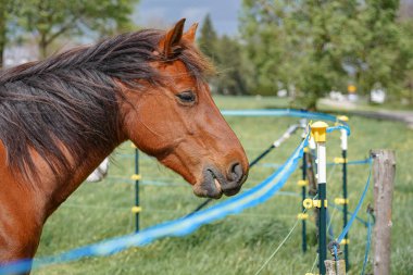 Otlaktaki bir at yiyecek aramak için çayırda yürüyor. Hayvanlar