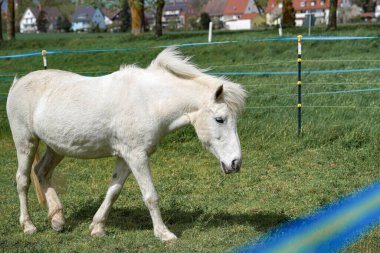Otlaktaki bir at yiyecek aramak için çayırda yürüyor. Hayvanlar