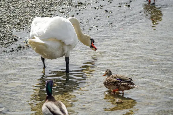 Bir kuğu yiyecek aramak için bir su deposu boyunca yürür. Kuşlar ve vahşi yaşam.