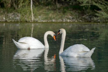 İki beyaz kuğu gölde yüzüyor. Kuşlar ve vahşi yaşam.