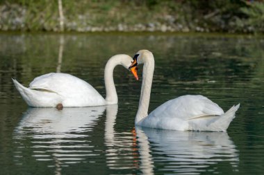 İki beyaz kuğu gölde yüzüyor. Kuşlar ve vahşi yaşam.