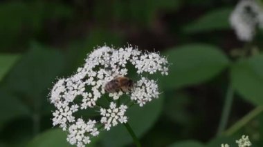 Bir böcek sarı bir karahindiba üzerinde sürünür ve onu tozlaştırır..