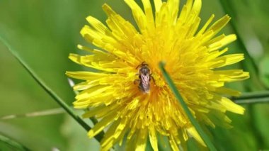 Bir böcek sarı bir karahindiba üzerinde sürünür ve onu tozlaştırır..
