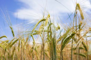 Yeşil buğday başakları ekilmiş bir tarlada.