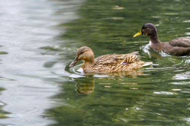 Bir yaban ördeği gölette yüzer. Kuşun yakın plan fotoğrafı..