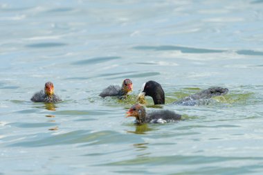 Küçük ördek yavruları yiyecek bulmak için suda yüzerler..
