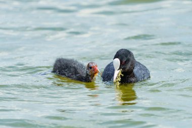 Yavrularıyla birlikte yiyecek bulmak için suda yüzen bir ördek..