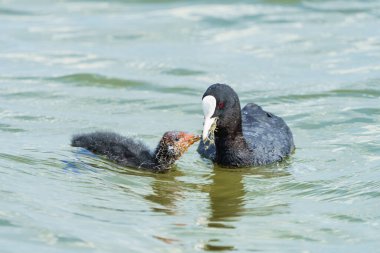 Bir ördek küçük bir ördeği gagasından deniz bitkileriyle besler..