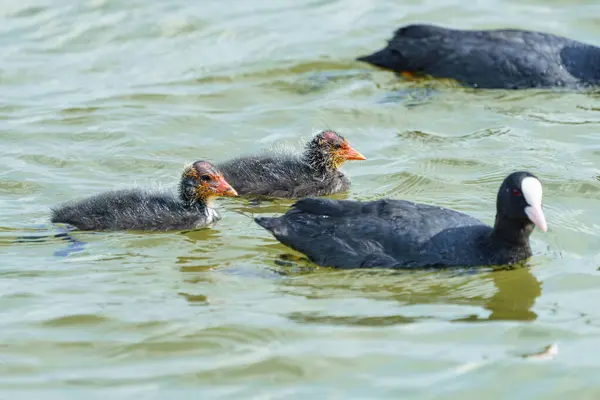 stock image A duck with her small offspring swims on the water in search of food.