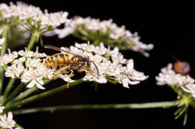 A wasp collects nectar from white flowers. clipart