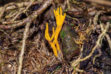 Ormanda küçük sarı ağaç mantarı.