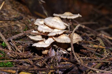 A small white mushroom in the forest among the leaves. clipart