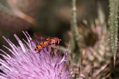 Small wasp on a plant. Macro photo of insects. clipart