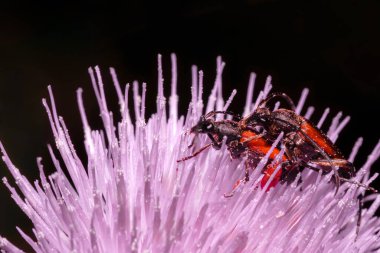 Two small beetles on a red flower. Macro photo of insects. clipart