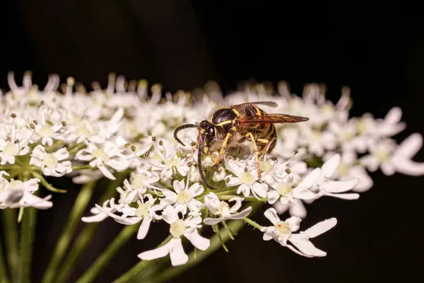 stock image A wasp collects nectar from white flowers.