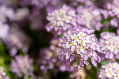Kartpostallar ve posterler için güzel çiçekler..
