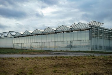 Bitki yetiştirmek için sanayi serası.