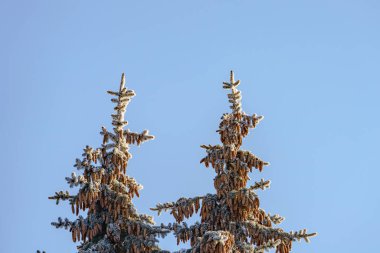Mavi gökyüzüne karşı karda kozalaklı çam dalları.