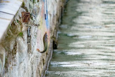 Balık tutma gezisi sırasında oltaya takılmış bir balık..