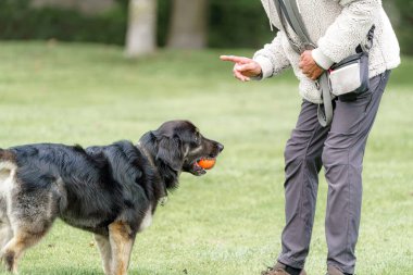 Eğitimli bir köpek, topu sahibine dişleriyle taşır..