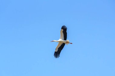 Beyaz bir leylek açık mavi gökyüzünde süzülüyor, geniş kanat açıklığını gösteriyor. Bu manzara gün ortasında sakin bir alanda meydana gelir, doğanın güzelliğini gözler önüne serer..
