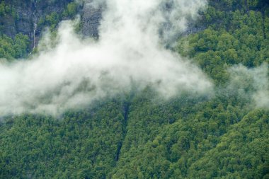 Sis canlı yeşil bir ormanın üzerinde yuvarlanarak sakin bir atmosfer yaratıyor. Yoğun yapraklar bulutlarla güzel bir şekilde harmanlanarak doğal güzelliği arttırır..