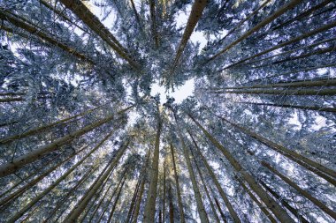 Karla kaplı her yer yemyeşil ağaçlar gökyüzüne doğru uzanıyor ve yukarıda güzel bir gölgelik oluşturuyor. Huzurlu kış sahnesi, doğanın huzur ve güzelliğini huzurlu bir anda yakalıyor..