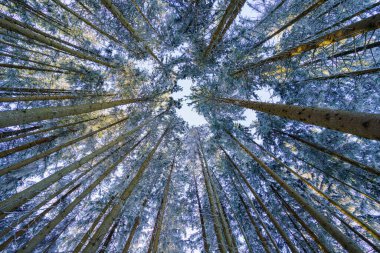 Sakin bir kış ormanında, uzun çam ağaçları görkemli bir şekilde durur, dalları parlak mavi gökyüzünün altında taze karla ağırlaşır. Yukarı doğru bakış açısı rahatlatıcı bir atmosfer yaratır..