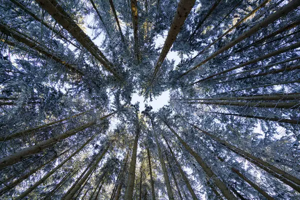 Çam ağaçları yükselerek mavi gökyüzüne doğru tünel benzeri bir manzara yaratıyor. Kar dalları örtüyor, sakin bir ormanda kışın sessiz güzelliğini yakalıyor..