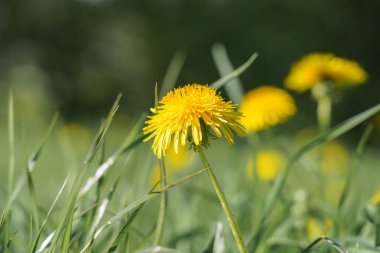 Canlı sarı karahindibalar güneşli bir bahar gününde yemyeşil çimenlerin arasında uzun süre dururlar. Çiçekler rüzgarda hafifçe sallanıyor, doğada renkli bir görüntü yaratıyor..