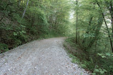 Huzurlu bir çakıl yolu, yumuşak sabah ışığıyla aydınlatılan canlı yeşil bir ormanlık alanda dolaşır. Uzun ağaçlar barışçıl bir atmosfer yaratır, keşifleri davet eder..