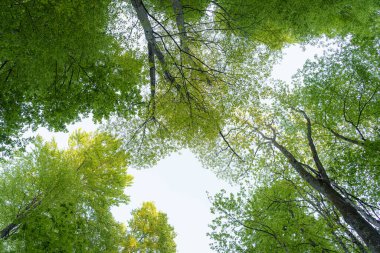 Ormanı ziyaret edenler, doğanın barışçıl atmosferinin tadını çıkarırken ağaçların yemyeşil yapraklarına hayran kalarak yukarıya bakıyorlar. Güneş ışığı yaprakların arasından süzülür..