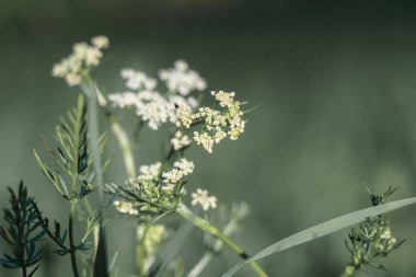 Küçük beyaz ve sarı çiçekli kır çiçekleri güneşli bir sabahta canlı yeşil yaprakların arasında büyürler. Doğal ortam çayırda sakin bir atmosfer yaratıyor..