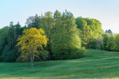 Bereketli yeşil yamaçta parlak mavi gökyüzünün altında çeşitli ağaçlar bulunur. Göze çarpan altın bir ağaç, hareketli manzaraya çarpıcı bir kontrastlık ekler ve dingin atmosferi güçlendirir..
