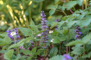 Sakin bir bahçe ortamında, narin mor çiçekler ve yeşil yapraklar da dahil olmak üzere çeşitli çiçek açan bitkiler ortaya çıkar. Bu canlı görüntü ilkbaharın başlarında meydana gelir ve sakin bir atmosfer sunar..