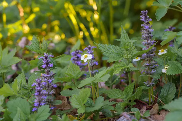 Renkli kır çiçekleri, sıcak öğleden sonra güneşinin altında yemyeşil bir bahçede gelişir. Mor ve beyaz çiçekler canlı yeşil yapraklar arasında kaynaşır ve pitoresk bir doğal ortam yaratır..