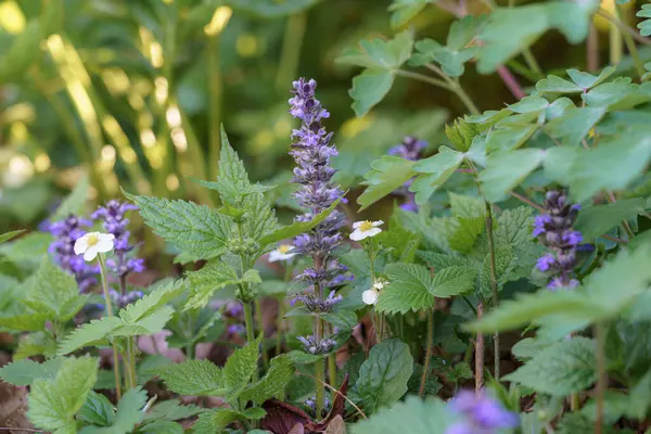 Sakin bir bahçe ortamında, narin mor çiçekler ve yeşil yapraklar da dahil olmak üzere çeşitli çiçek açan bitkiler ortaya çıkar. Bu canlı görüntü ilkbaharın başlarında meydana gelir ve sakin bir atmosfer sunar..