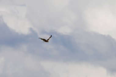 Bir kuş zarif bir şekilde gökyüzünde süzülür, kanatları geniş, yumuşak, tüylü bulutlarla çevrili, huzurlu bir öğleden sonra. Sahne, doğadaki özgürlüğün özünü yakalar..