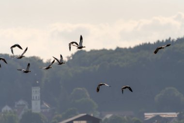 Bir grup kuş huzurlu bir kırsalın üzerinde zarif bir şekilde gökyüzünde süzülüyor. Arka planda bulutlu bir gökyüzünün altındaki yeşil ağaçların arasında uzak bir kilise kulesi yer alıyor..