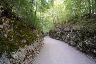 Pürüzsüz, dolambaçlı bir yol yoğun, yeşil bir ormana çıkıyor. Güneş ışığı yaprakların arasından süzülerek, doğal ortamların uzayı kucakladığı sakin bir atmosfer yaratır..