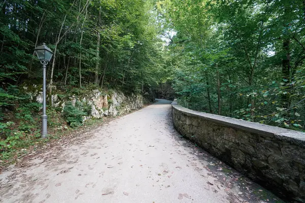 Hareketli yeşil yapraklar gösteren ağaçlarla kaplı, sık bir ormanda gezinen sakin bir patika. Eski moda bir sokak lambası dayanıklı taş bir duvarın yanında duruyor, sakin atmosferi güçlendiriyor..