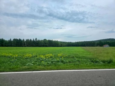 Geniş yeşil çayır, canlı sarı kır çiçekleri ve sakin bir kırsal yolun sınırında yemyeşil çimenler barındırır. Ağaçlar arka planda bulutlu bir öğleden sonra gökyüzünün altında.