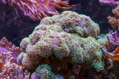 Canlı bir mercan yapısı, gün içinde gelişen resif ortamında çeşitli deniz canlılarıyla çevrili mor ve yeşil renkler sergiliyor..