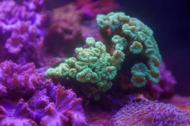 Çeşitli mercan resifleri, karmaşık yapılar ve canlı renklerle dolu bir akvaryumda gelişir. Güneş ışığı, yaşam alanındaki deniz yaşamının güzelliğini artırarak filtreler..