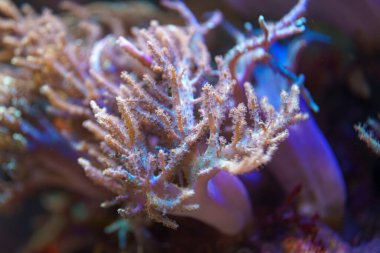 Parlak mercan kümesi karmaşık dallanan yapılar sergiler, deniz ortamında güneş ışığı altında güneşlenirler. Sualtı sahnesinde zengin renkler ve canlı deniz yaşamı sergileniyor..