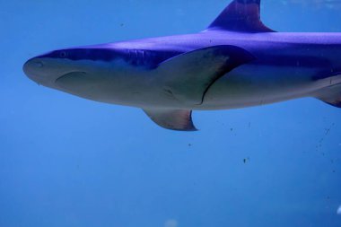 Büyük bir köpekbalığı, güçlü fiziğini sergileyerek akvaryumun sularında sorunsuzca süzülür. Canlı mavi su, deniz yaşamının sakin atmosferini arttırır..