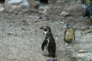 İki penguen vahşi yaşam rezervinin kayalık bir bölgesinde etkileşime girer. Bir penguen dik dururken, diğeri daha genç ve meraklı görünüyor, oyuncu doğasını sergiliyor..
